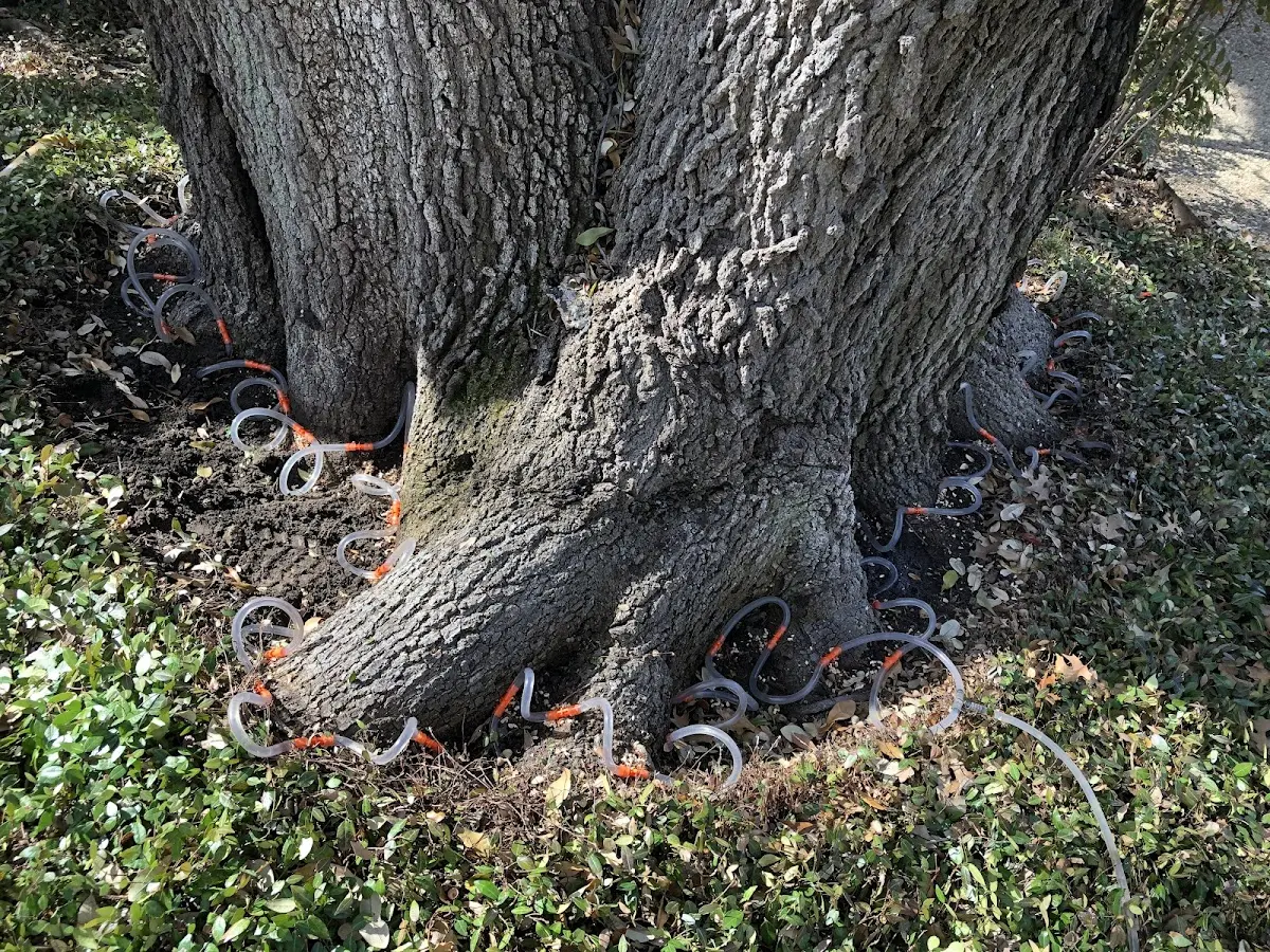 Detailed Tree Cabling and Bracing job site in Palm