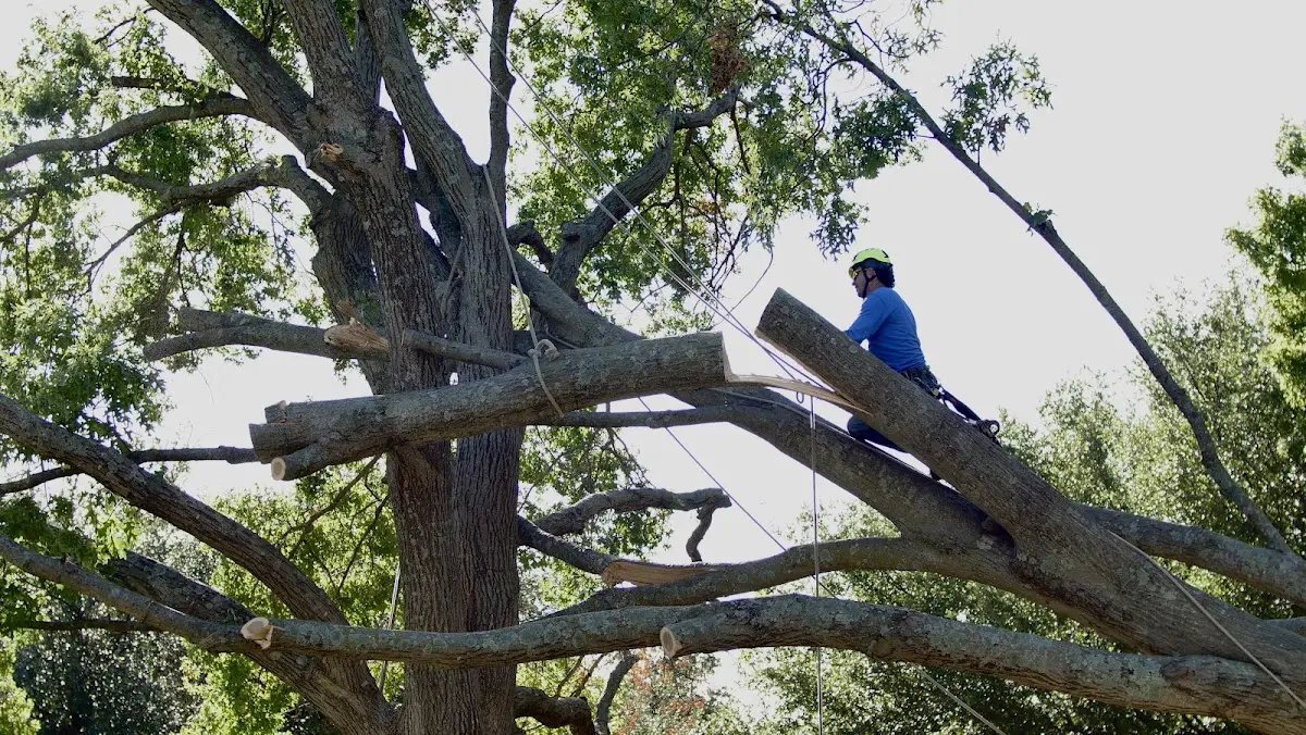 Professional Crown Thinning performed by certified arborists in Palm